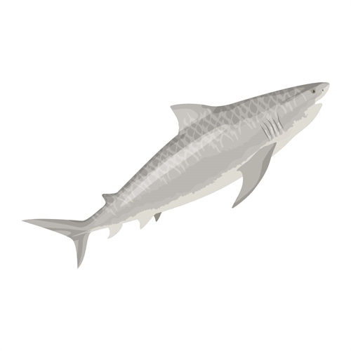 Under the Sea Theme Tiger Shark Transparent Sticker
